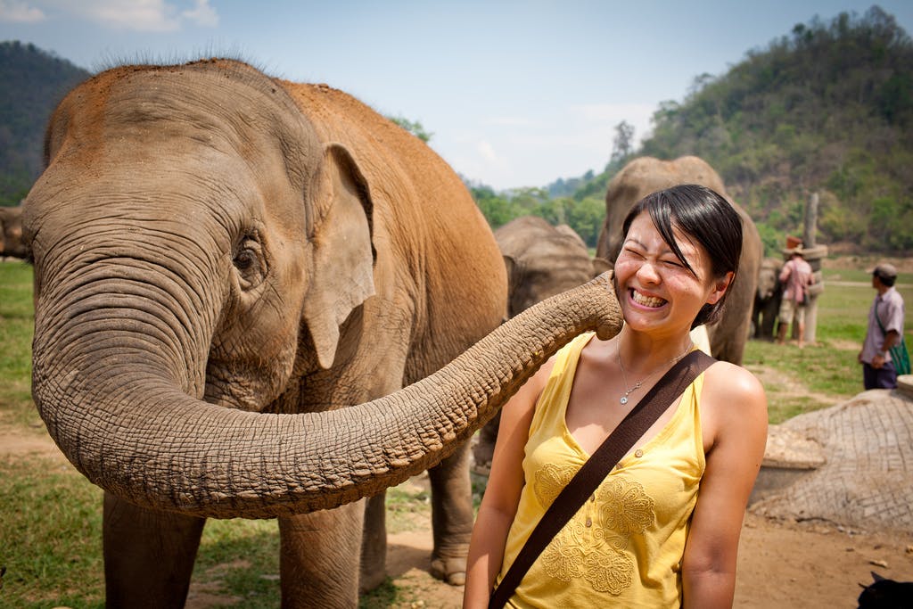 Image - 3 reputable elephant sanctuaries in Thailand
