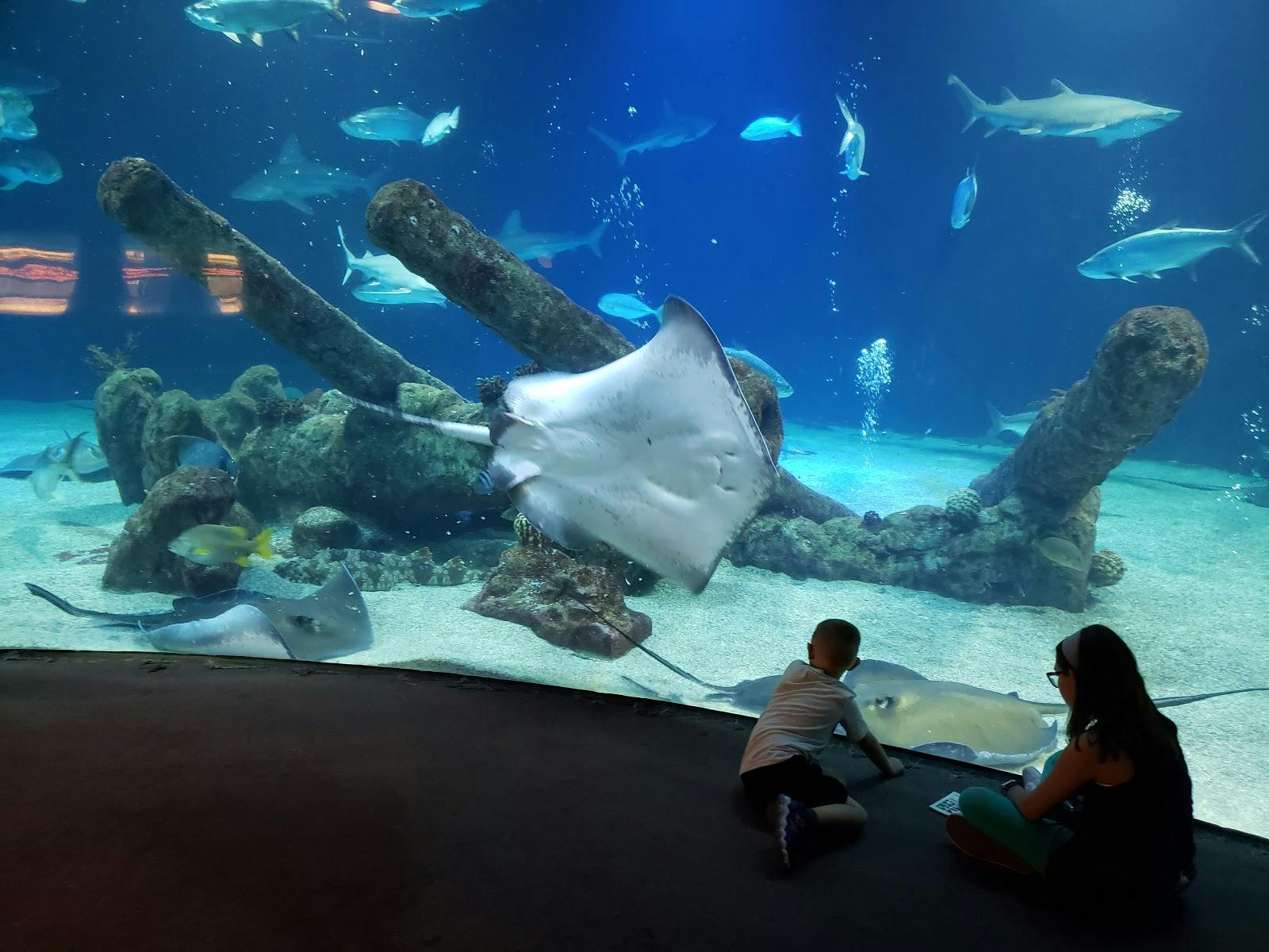 Image - ABQ BioPark Aquarium