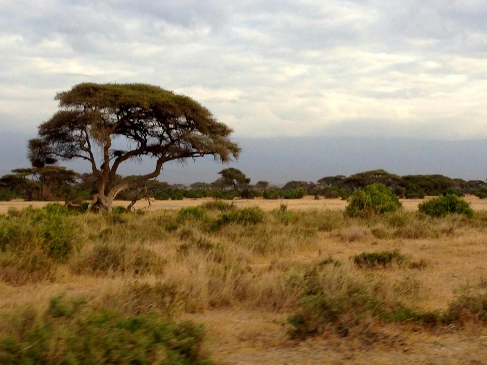 Image - Amboseli National Park