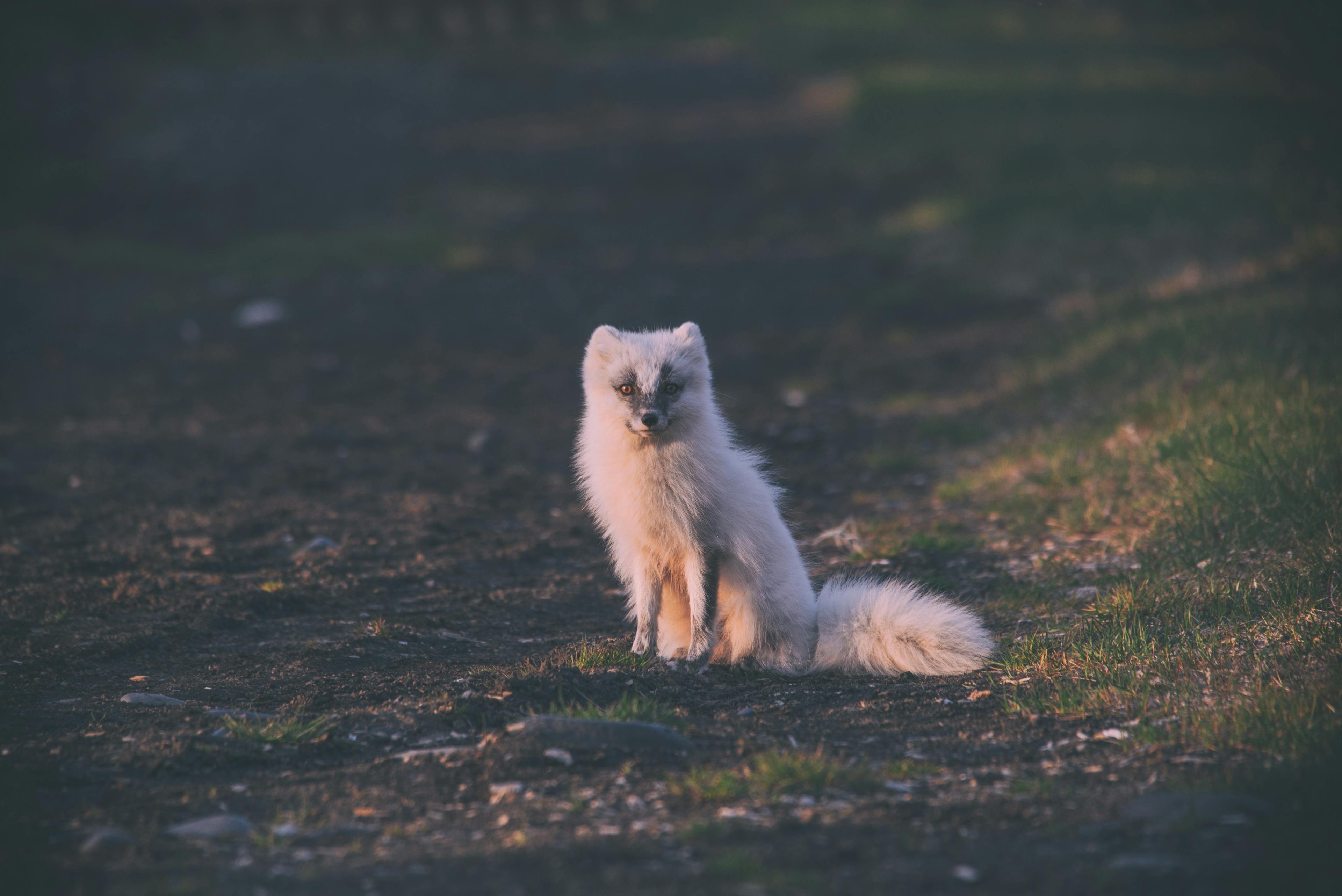 Image - Arctic fox