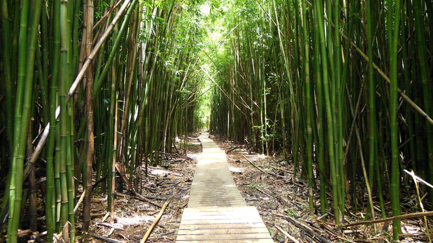 Image - Bamboo Forest Hike