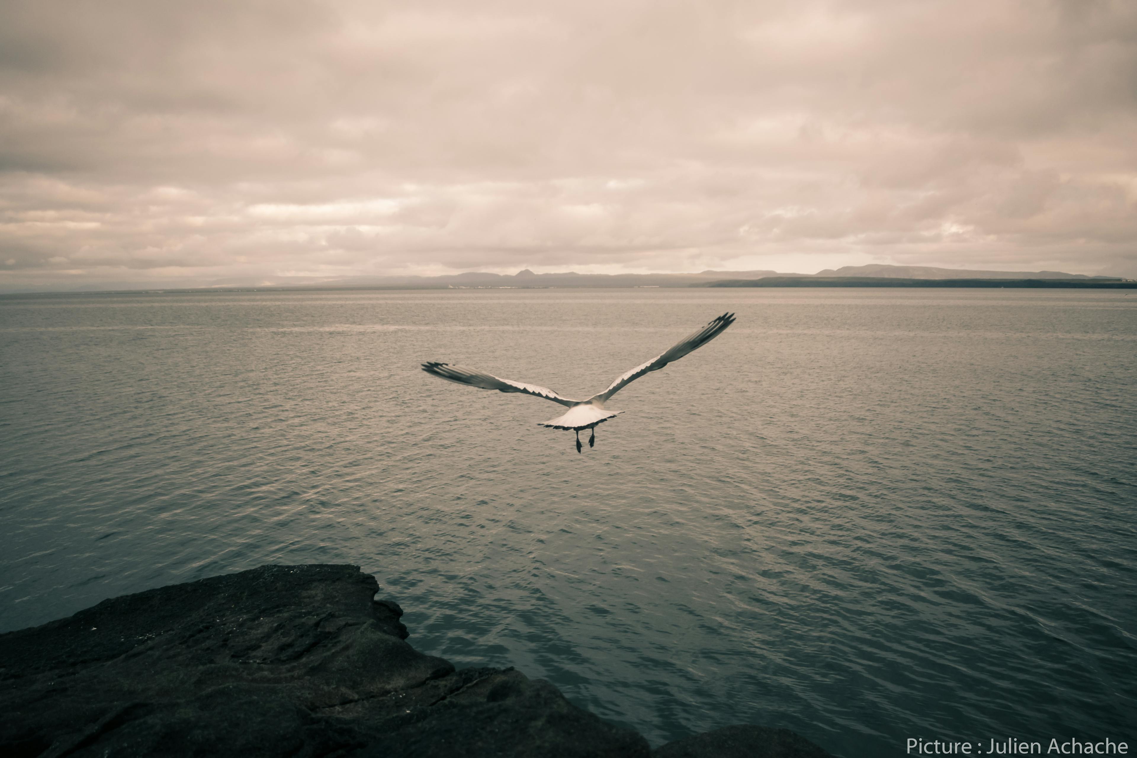 Image - Bird watching on the cliffs of Keflavik, Reykjanes Peninsula, Iceland