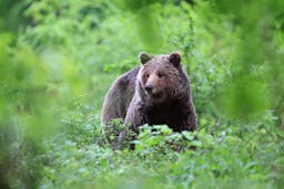 Image - Brown bear in Slovenia