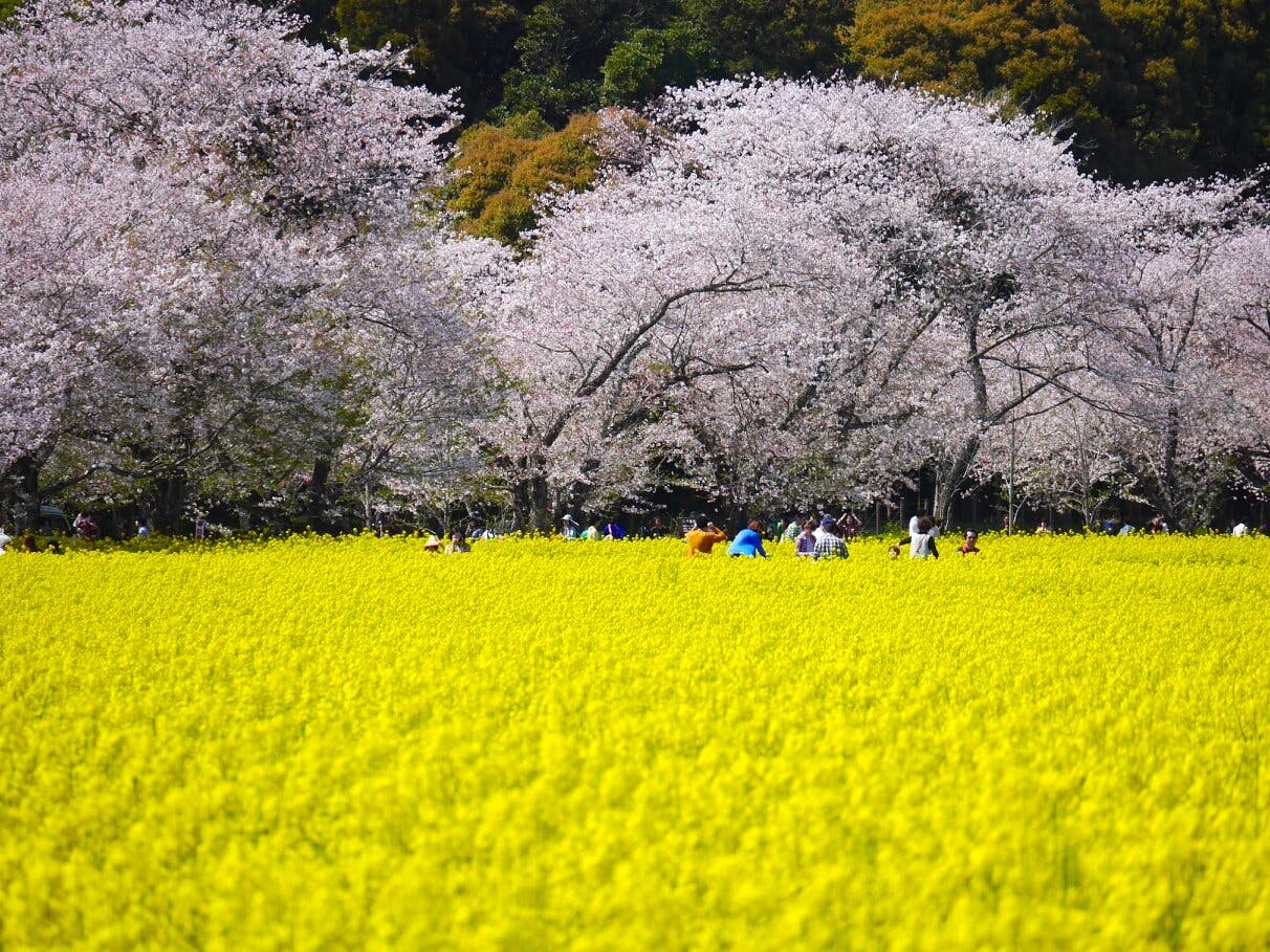 Image - Cherry Blossoms At Fukuoka And Kumamoto :Microbus 1-20Pax_1914516
