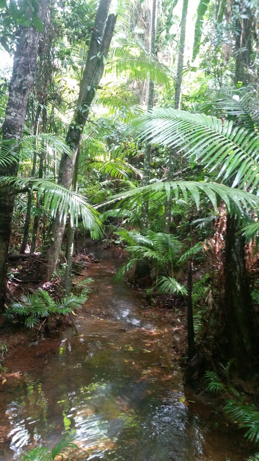 Image - Daintree Rainforest
