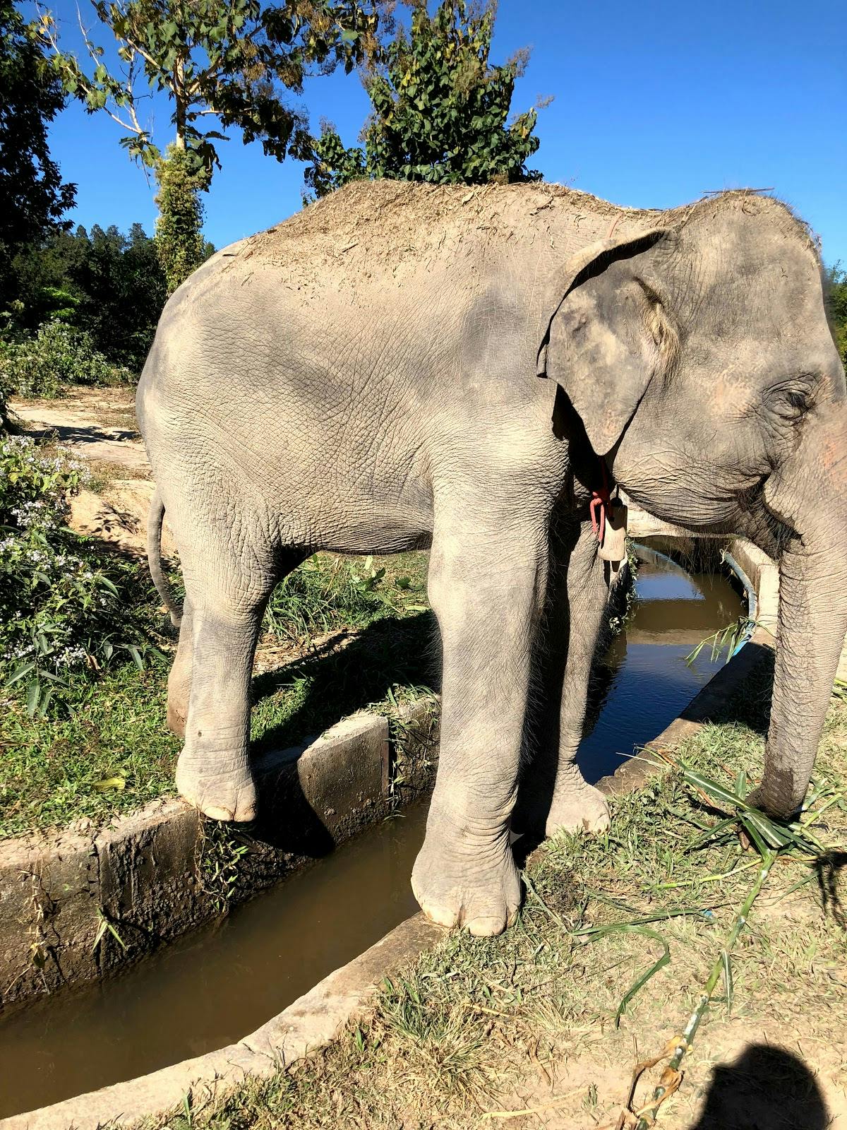 Image - Elephant Jungle Sanctuary