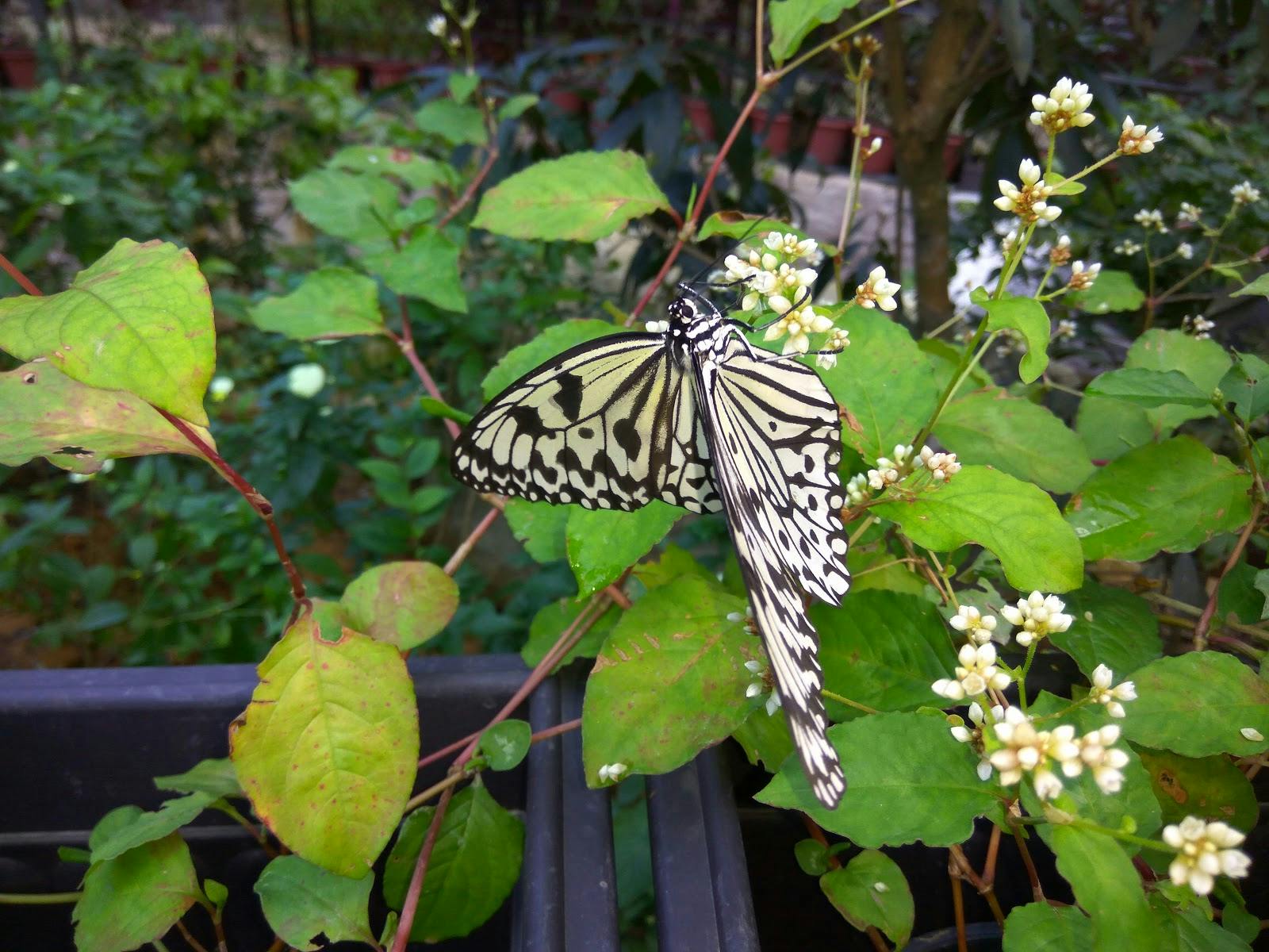 Image - Entopia by Penang Butterfly Farm