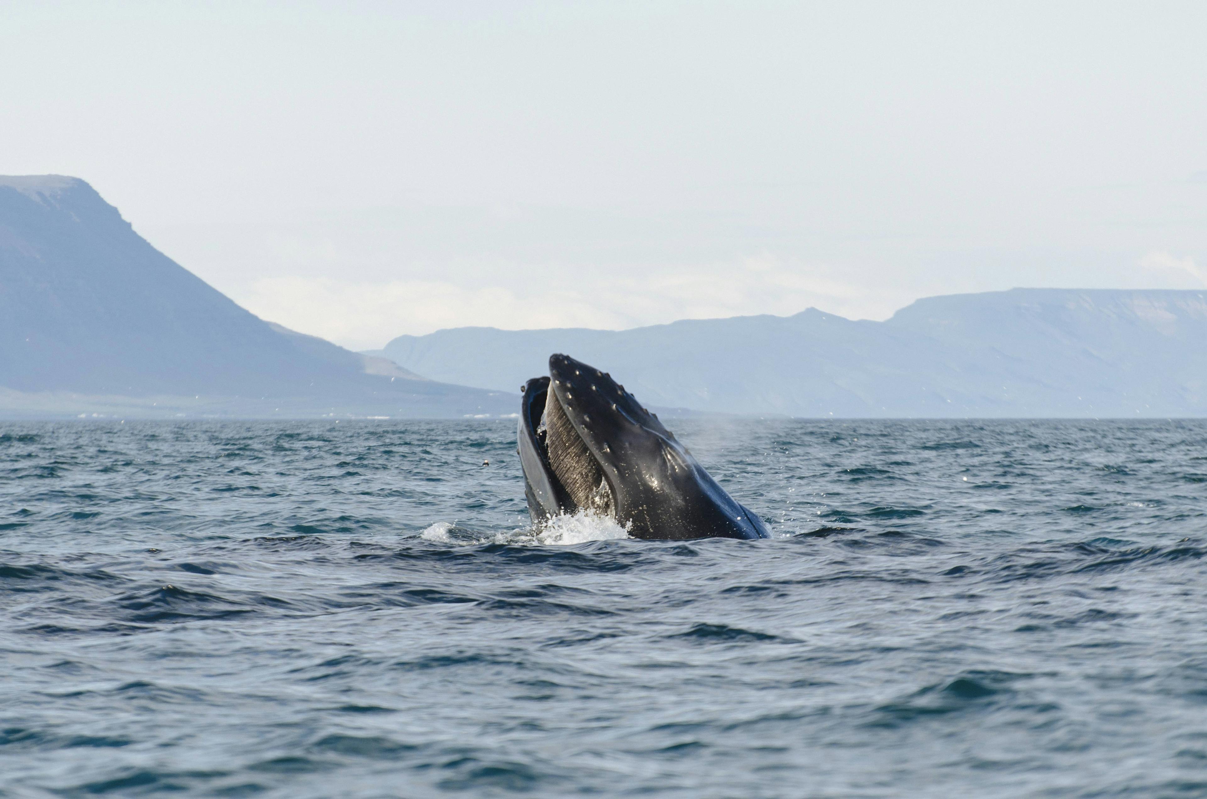 Image - Express Whales, Eyjafjord & Akureyri_27186