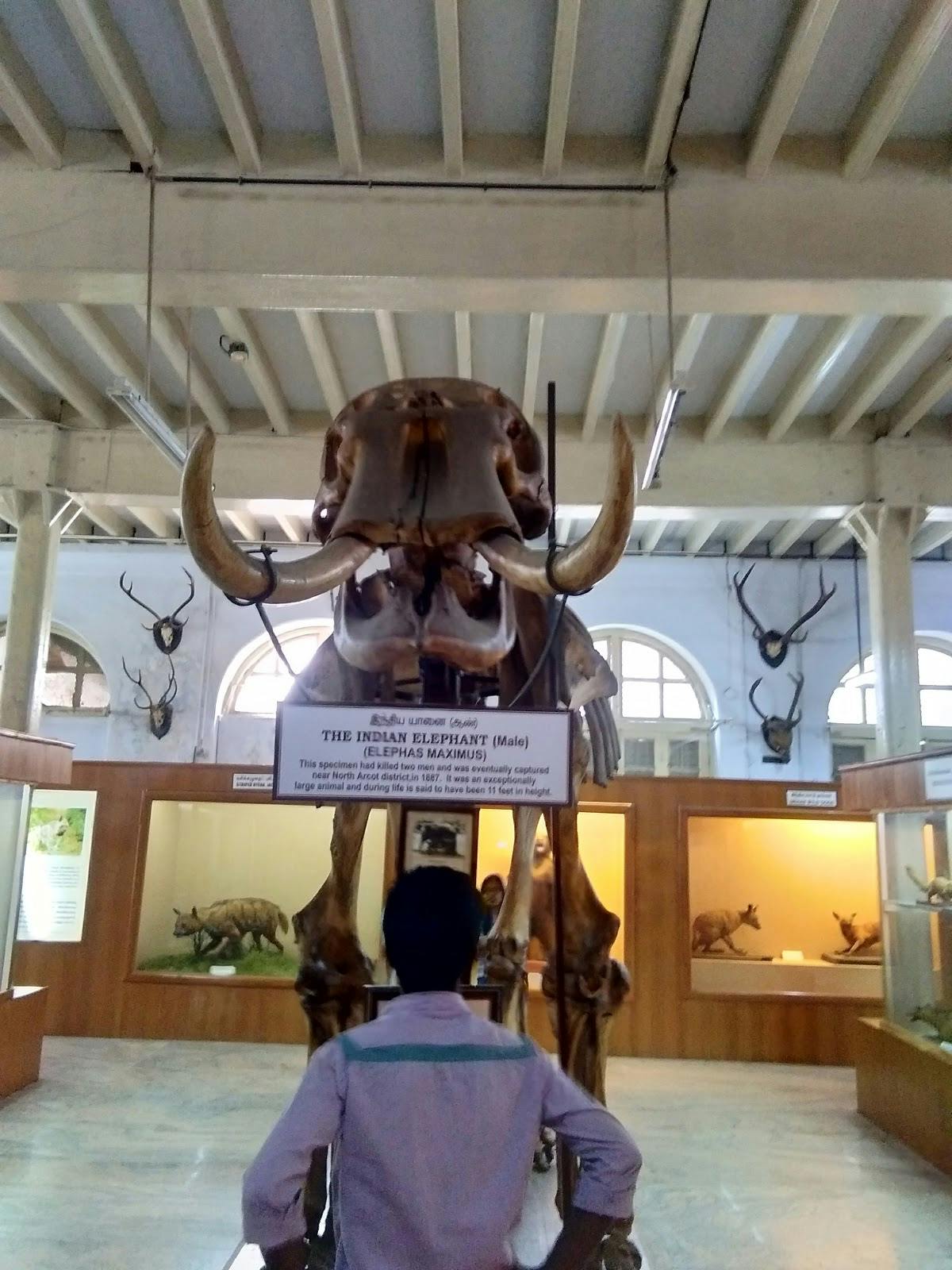 Image - Government Museum Chennai