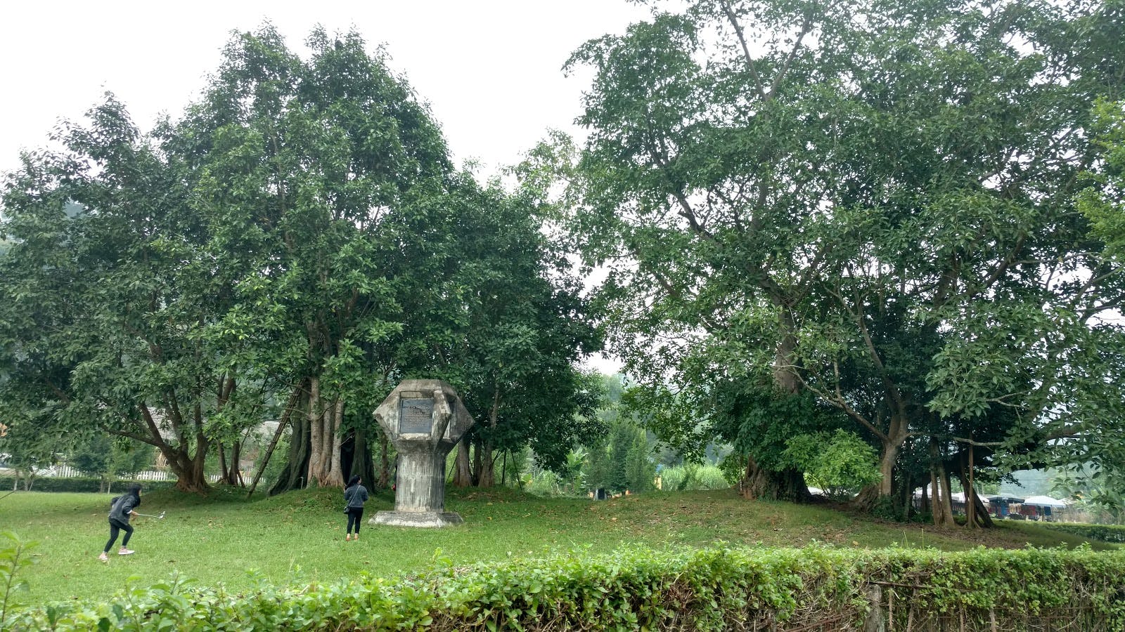 Image - Historic banyan tree Tan Trao
