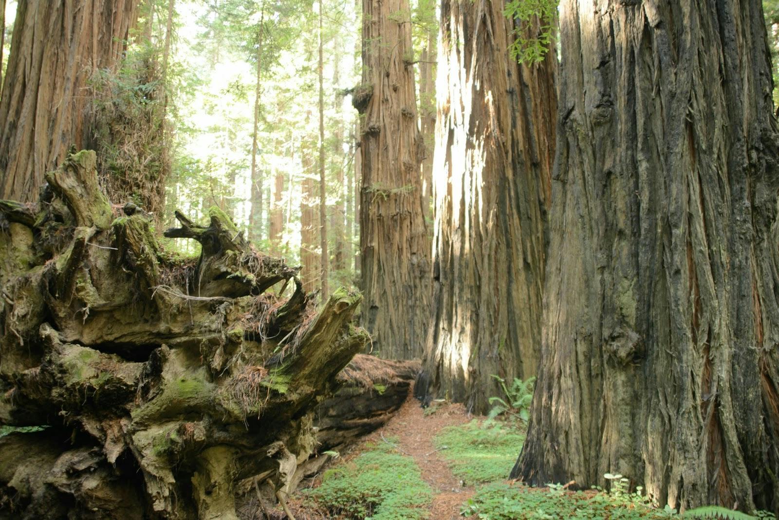 Image - Humboldt Redwoods State Park