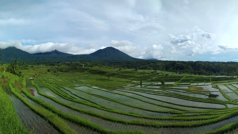 Image - Jatiluwih Rice Terraces