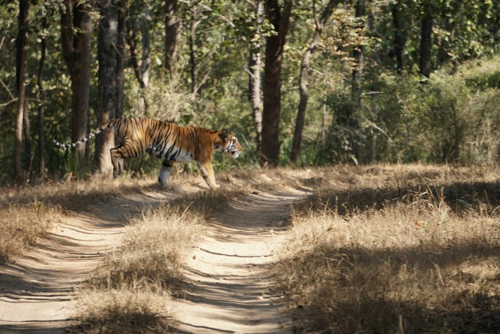 Image - Kanha Tiger Reserve