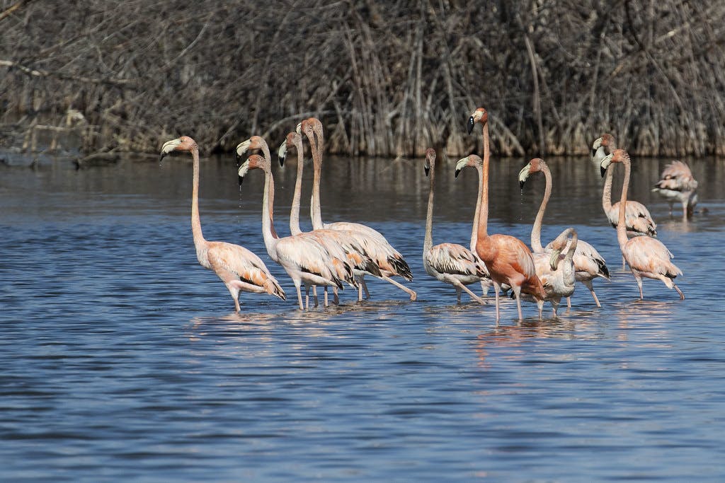 Image - Laguna flamingos