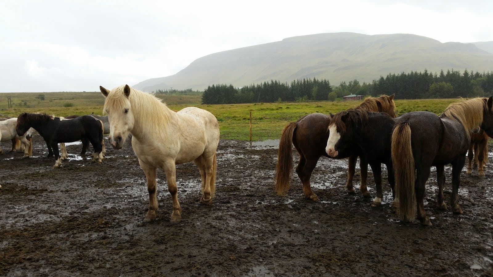 Image - Laxnes Horse Farm