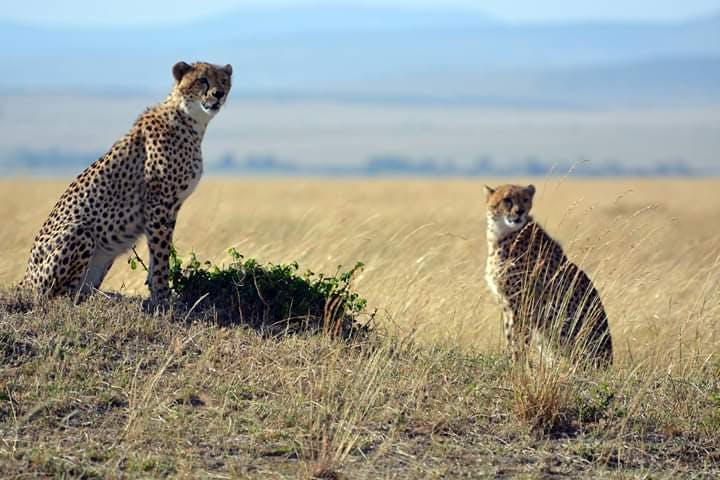 Image - Maasai Mara National Reserve