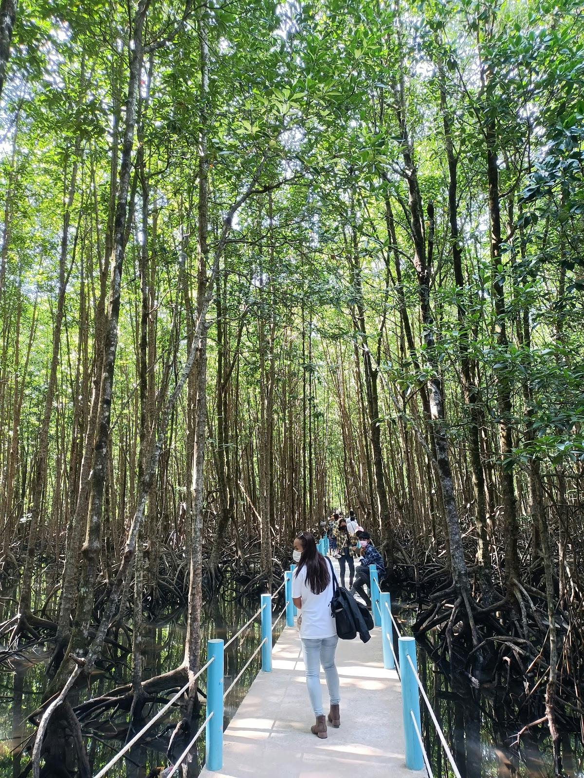 Image - Mangrove Forest