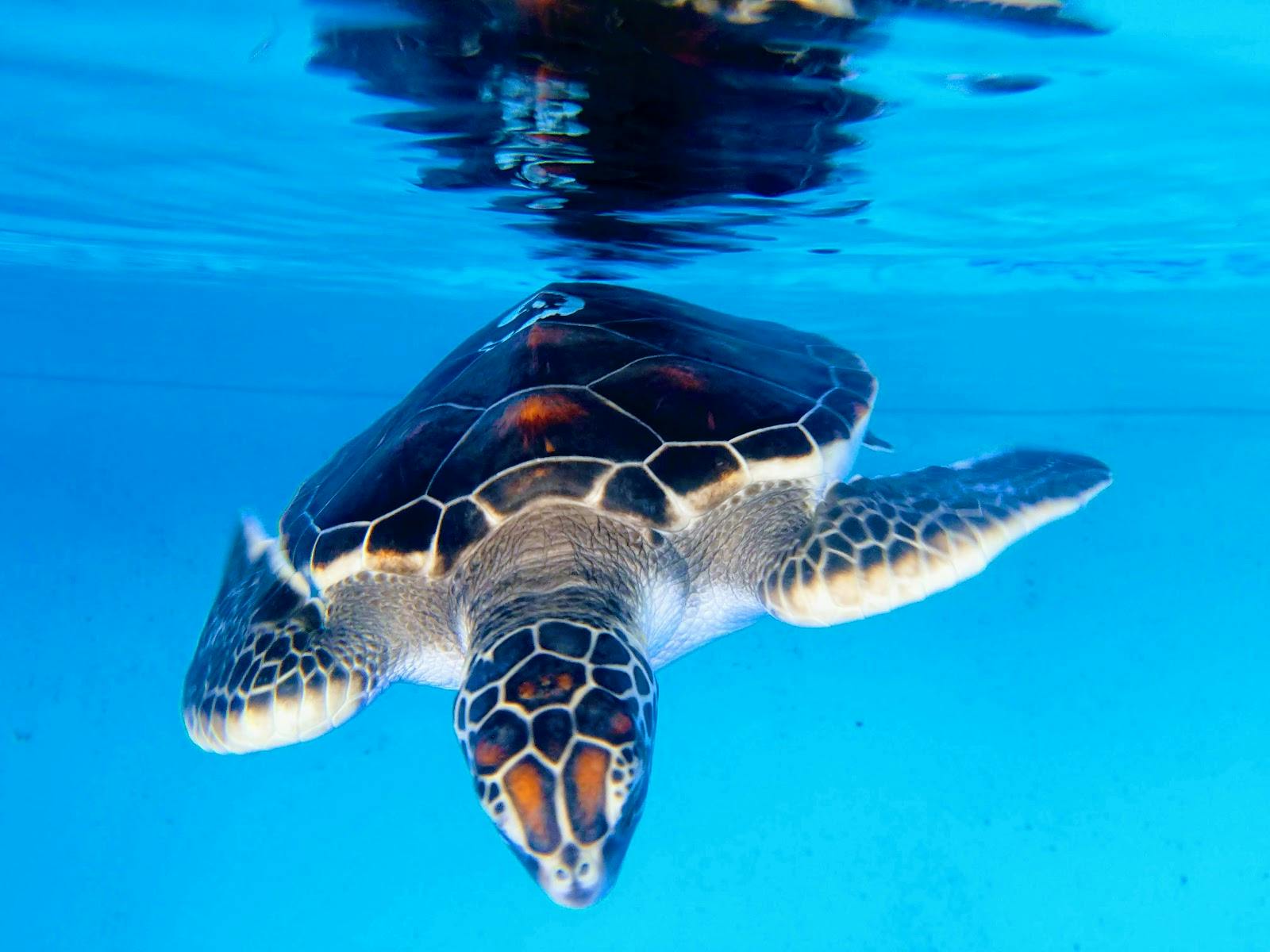 Image - Maui Ocean Center, The Aquarium of Hawaii