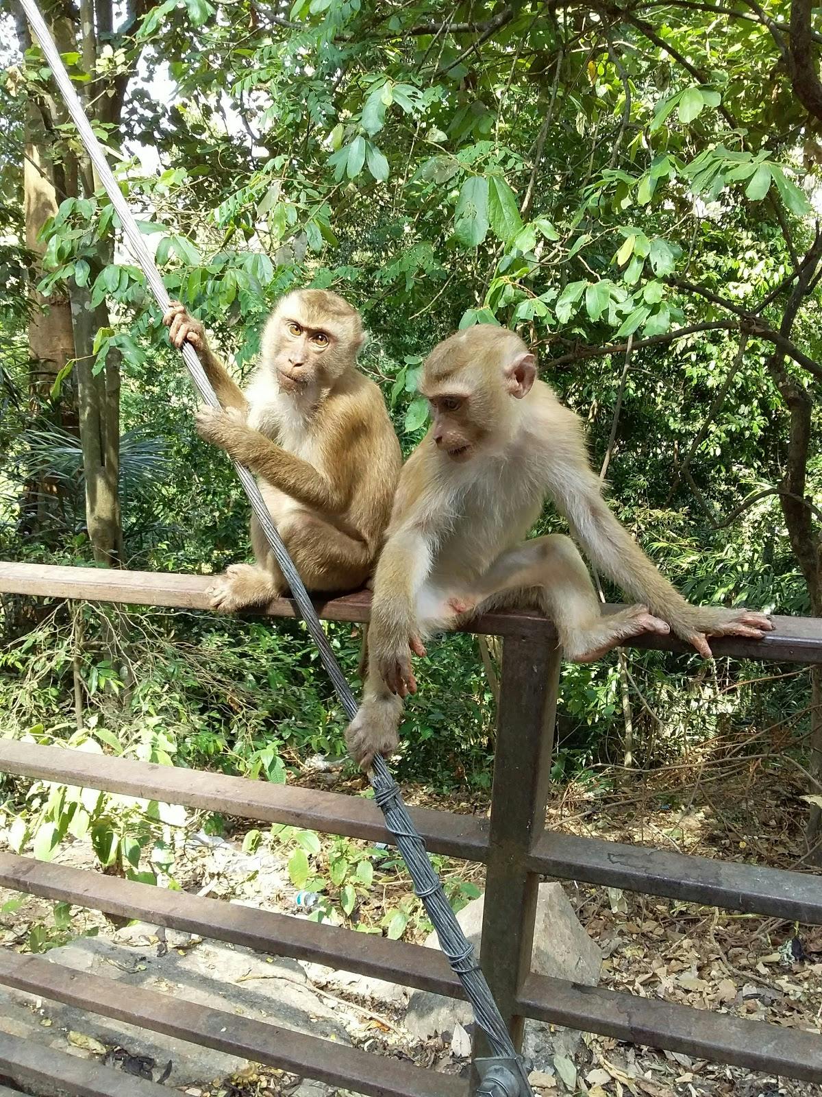 Image - Monkey Hill Viewpoint