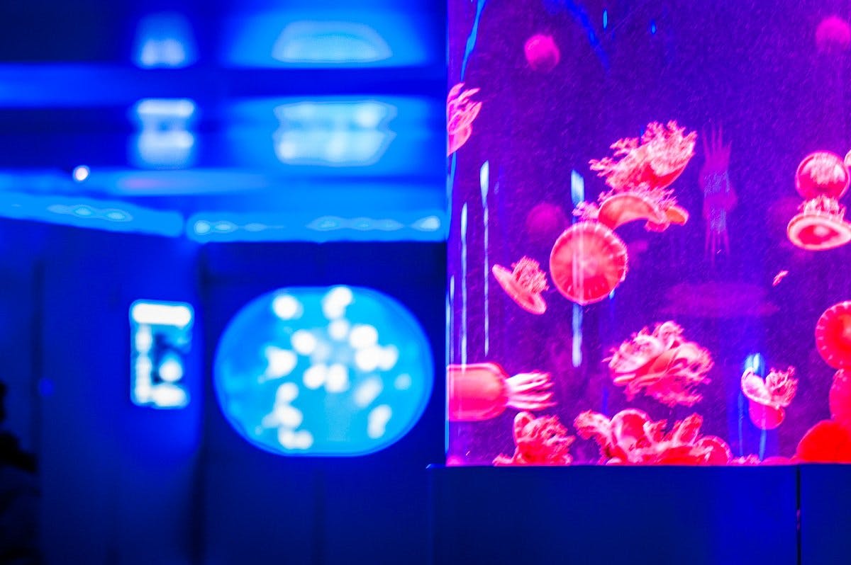Image - Museum of Jellyfish