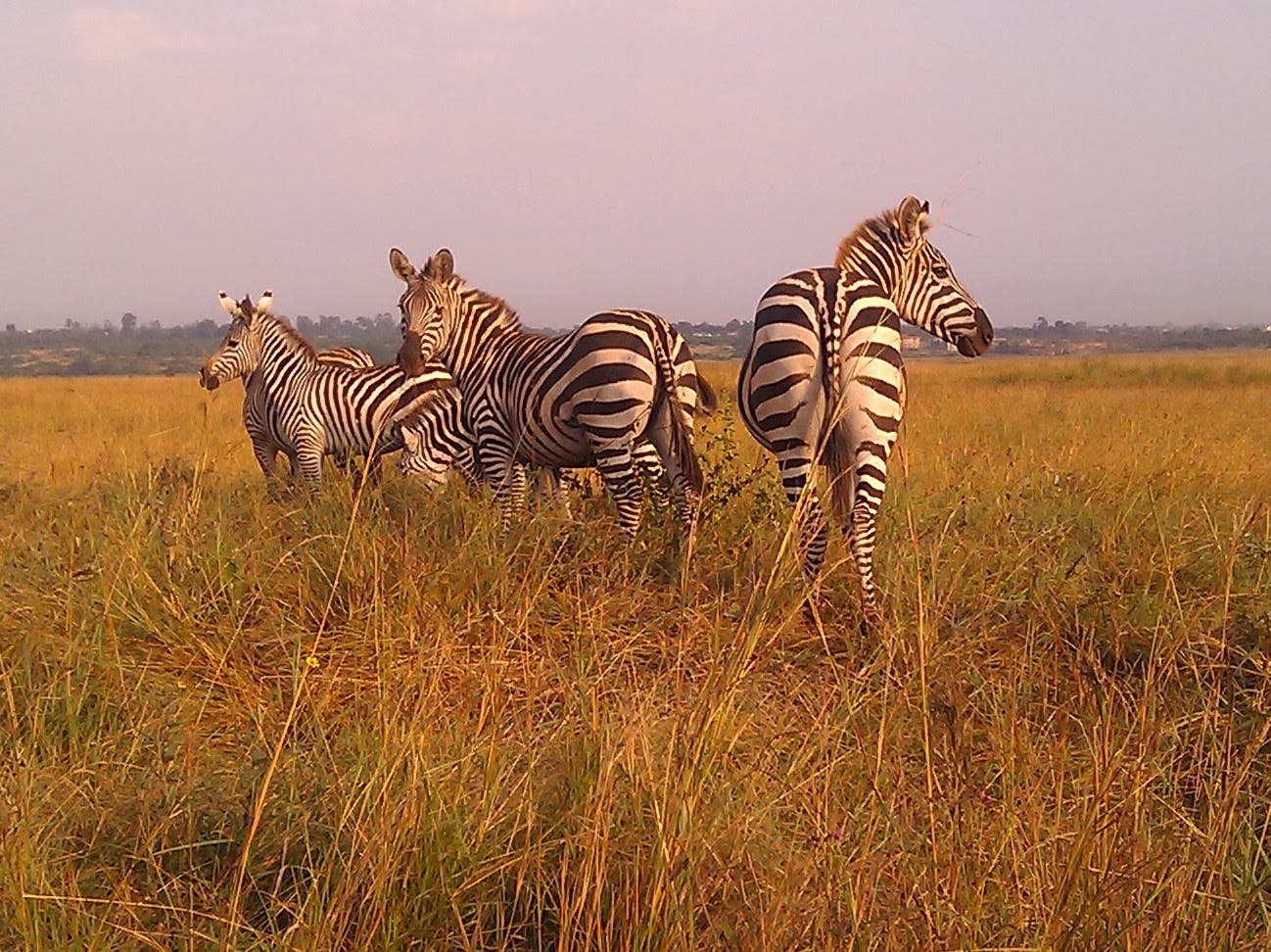 Image - Nairobi National Park