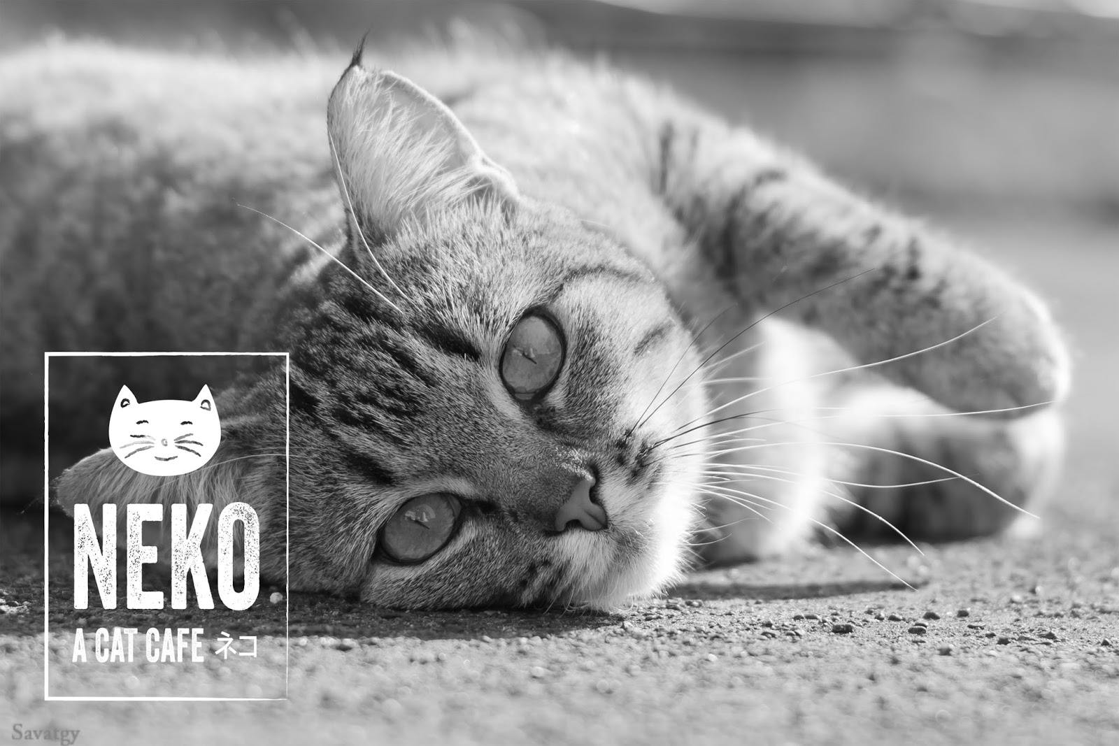 Image - NEKO - A Cat Cafe
