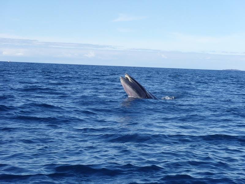 Image - Neptuno Whale Experience Tenerife