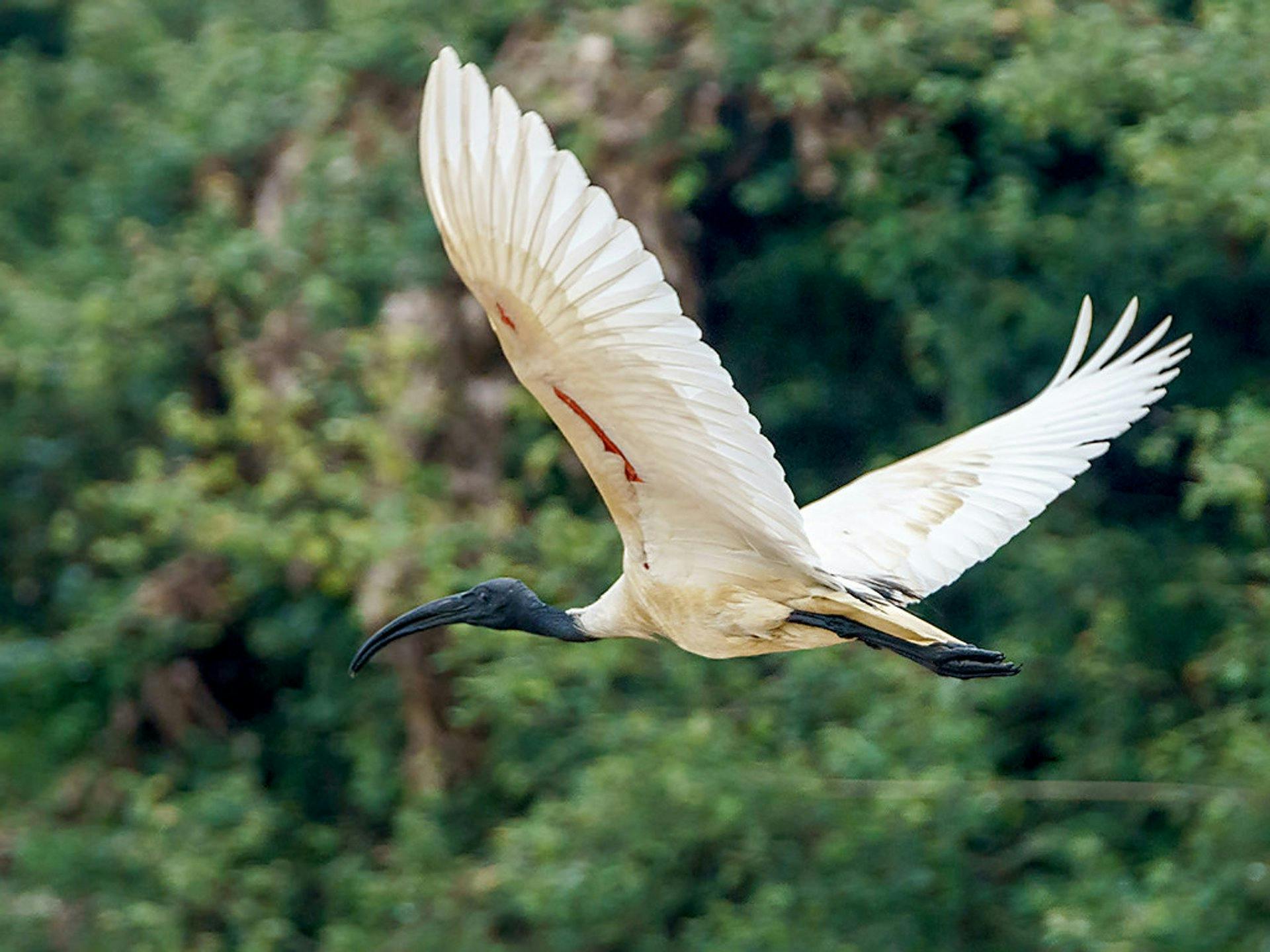 Image - Prek Toal Birds Watchers And Floating Village Cruise Tours From Sisem Reap_1850701