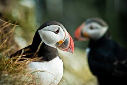 Image - Puffin Express_778