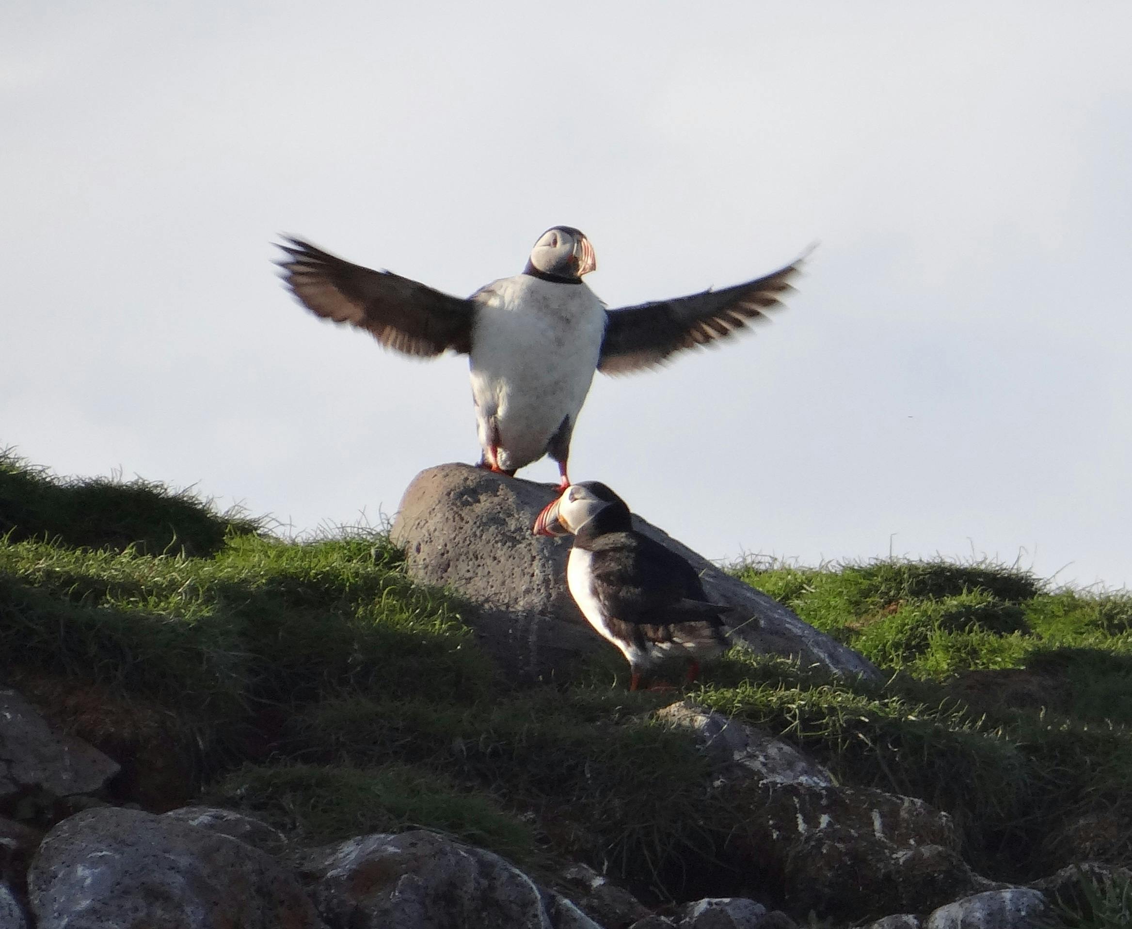 Image - Puffin Tour_8876