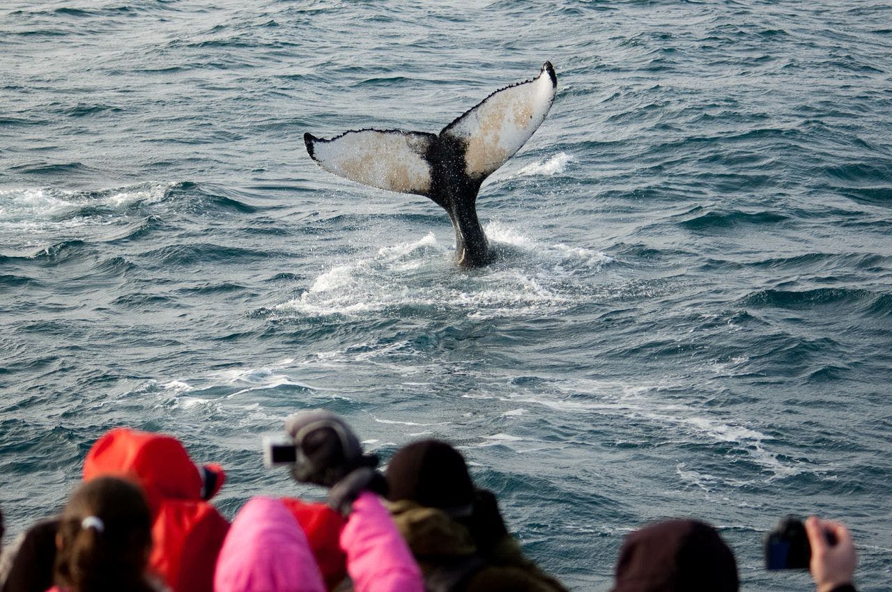 Image - Reykjavík Winter Whale & Dolphin Watching_11770