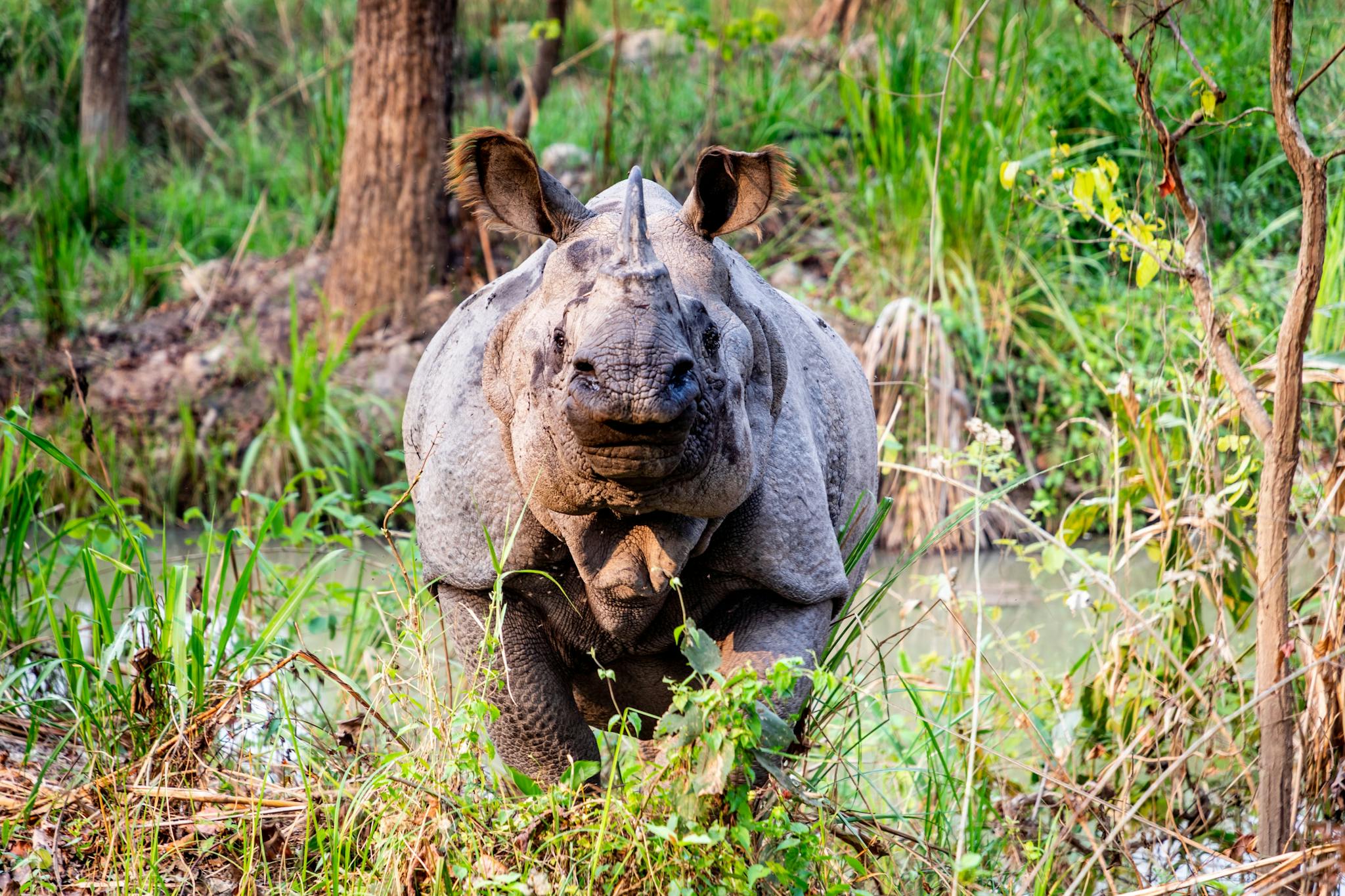 Rhino in Nepal