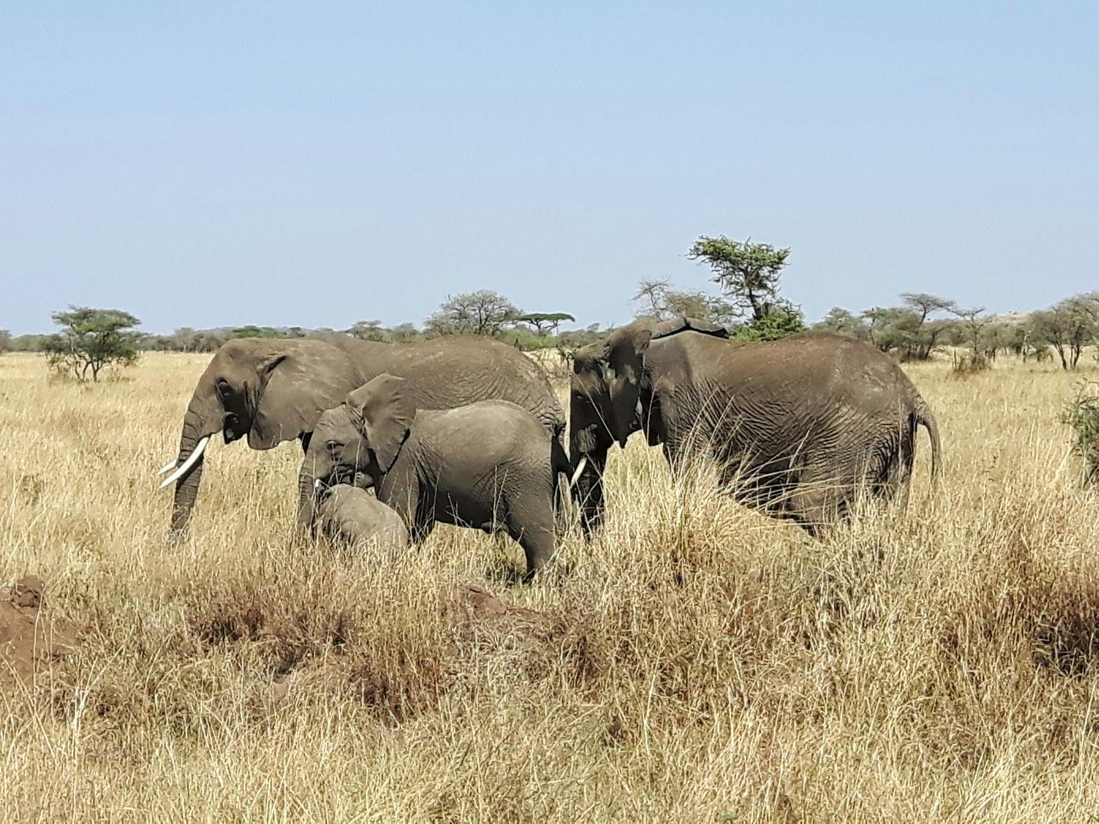 Image - Serengeti National Park