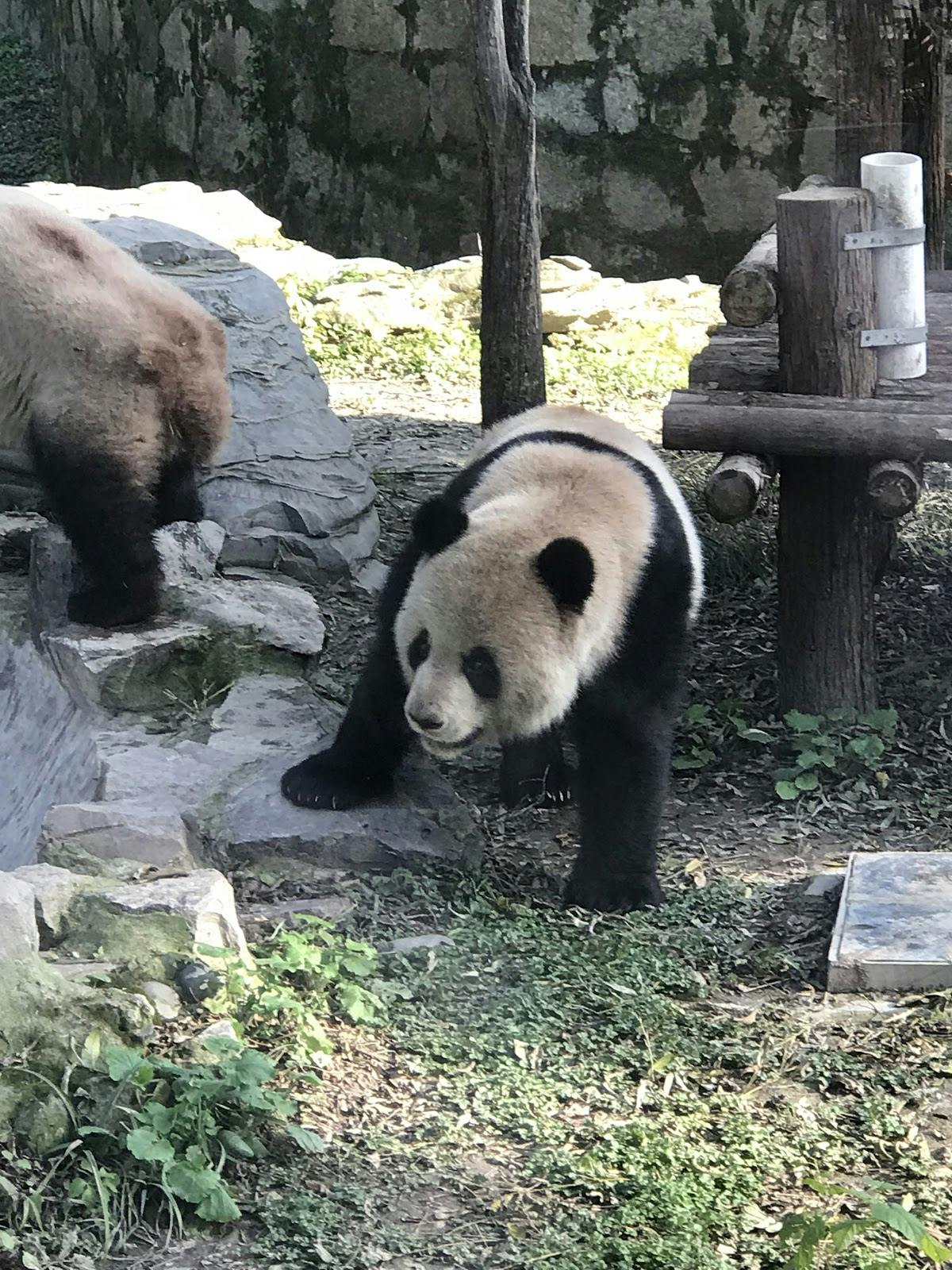 Image - Shanghai Zoo
