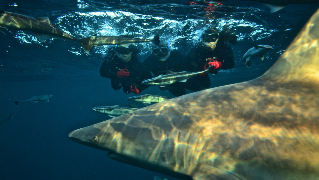 Image - Shark Cage Diving KZN