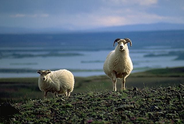 Image - Sheep