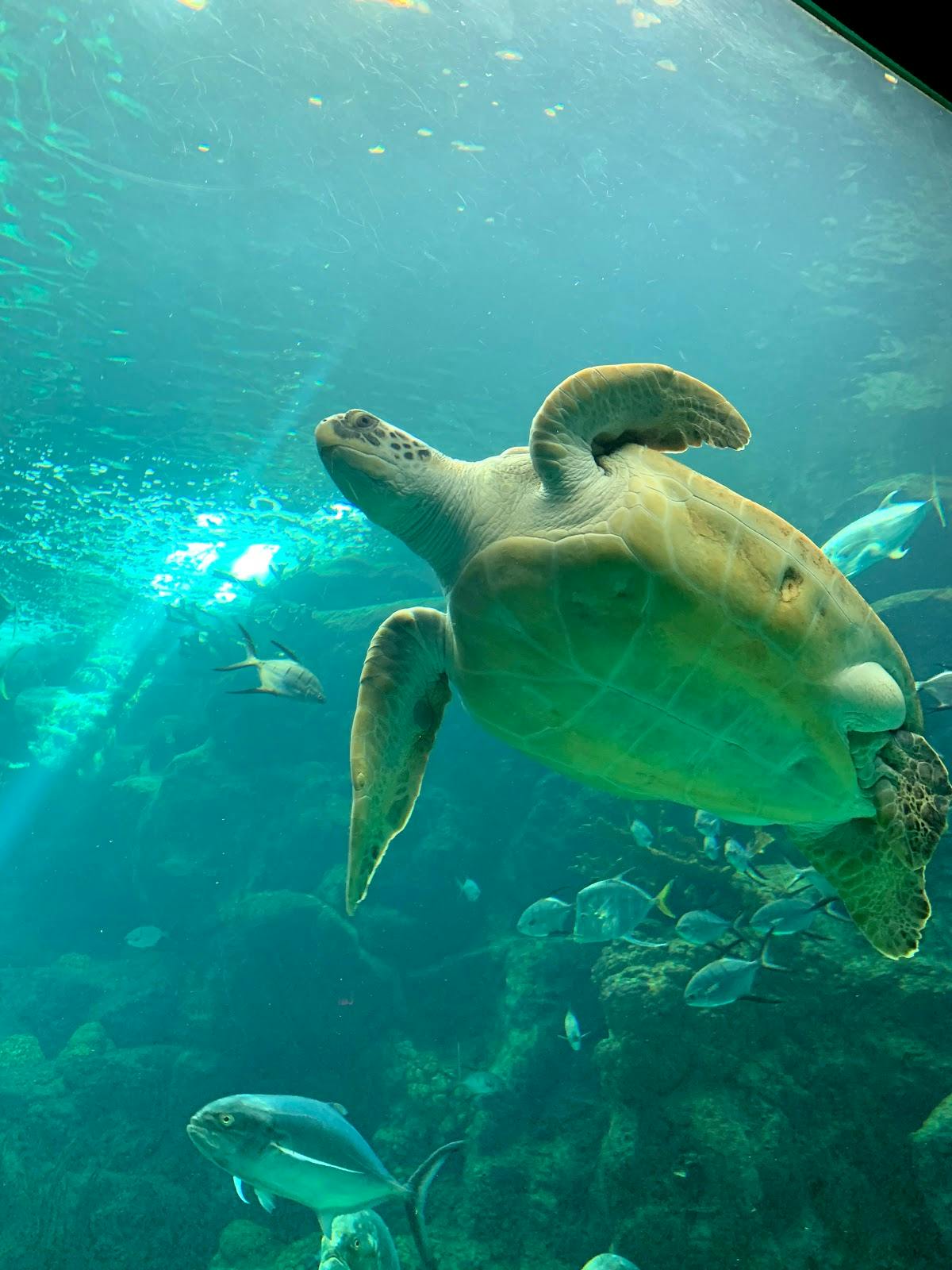 Image - The Florida Aquarium