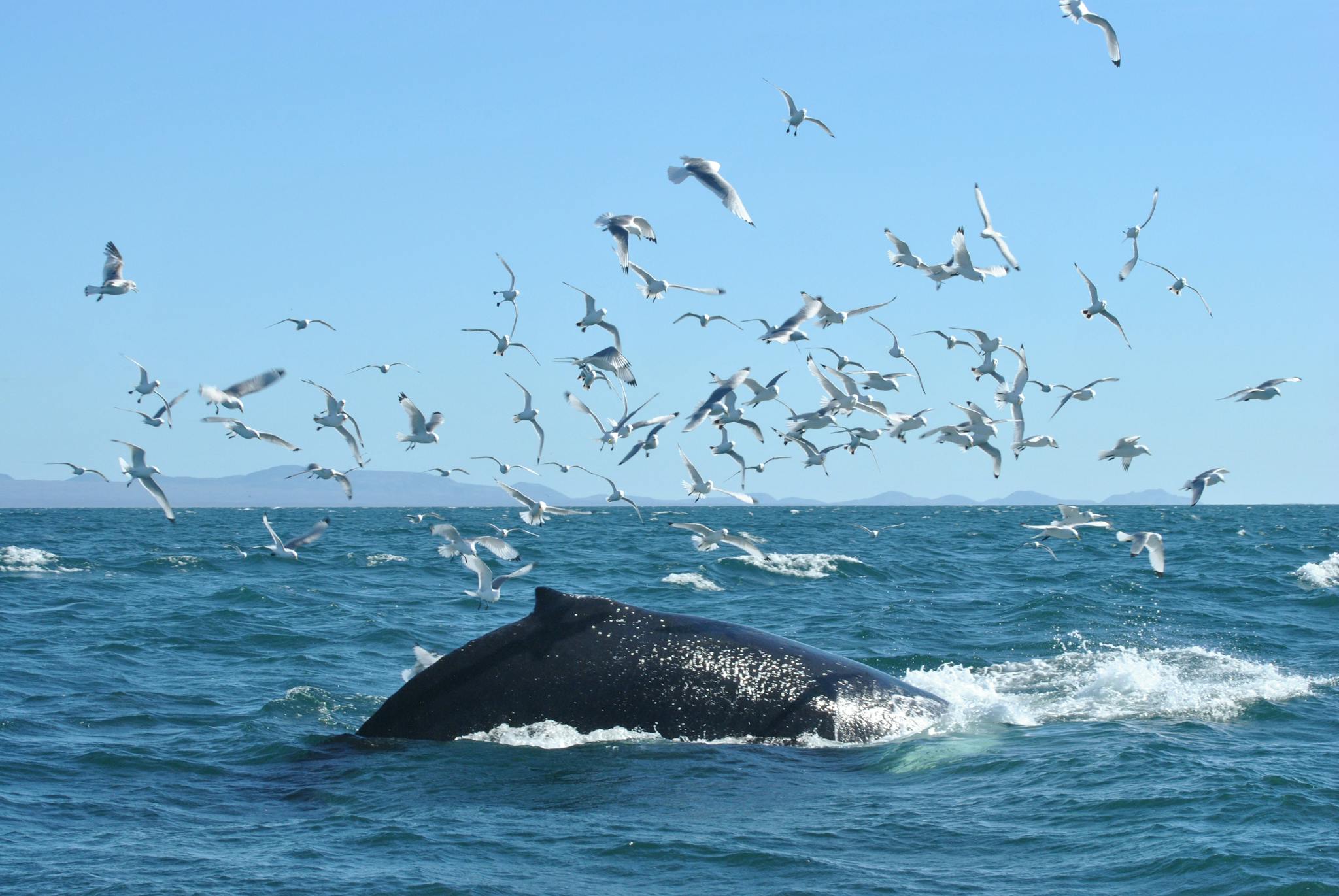 The ultimate guide to whale watching