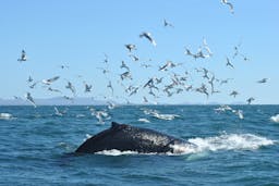 Image - The ultimate guide to whale watching
