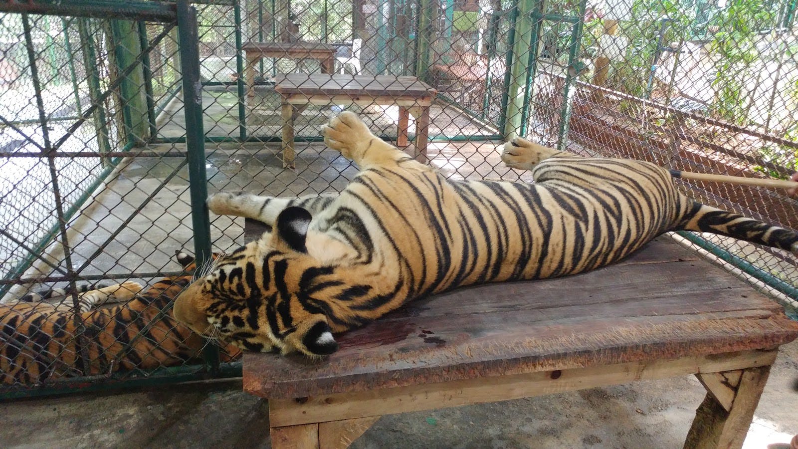 Image - Tiger Kingdom Phuket