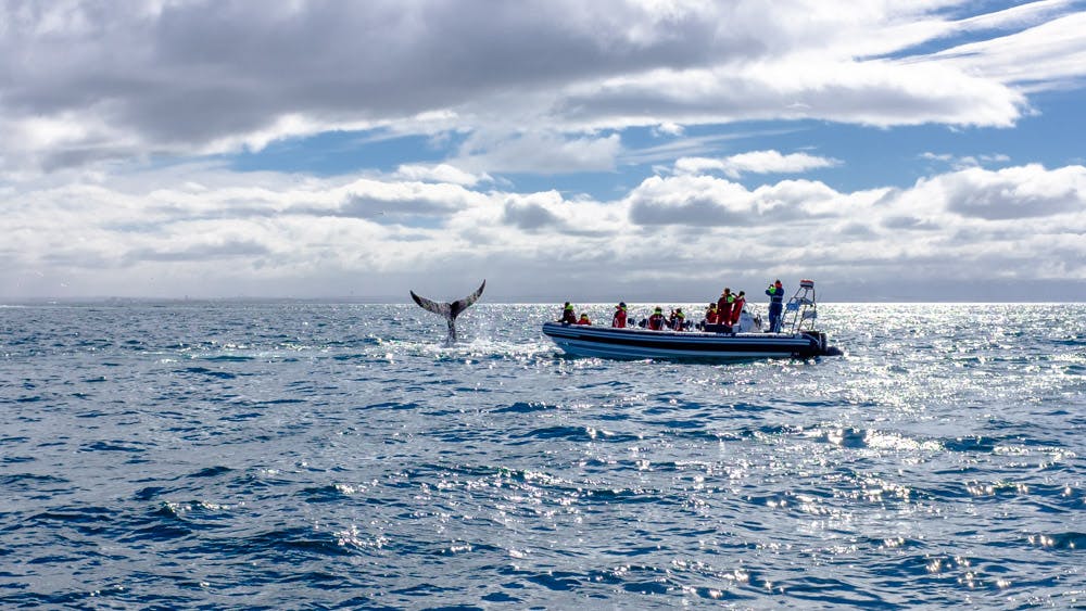 Image - Whales, Puffins & Reykjavík_57782