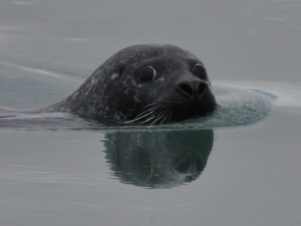 Image - Vatnsnes Peninsula: A Great Place to Spot Seals