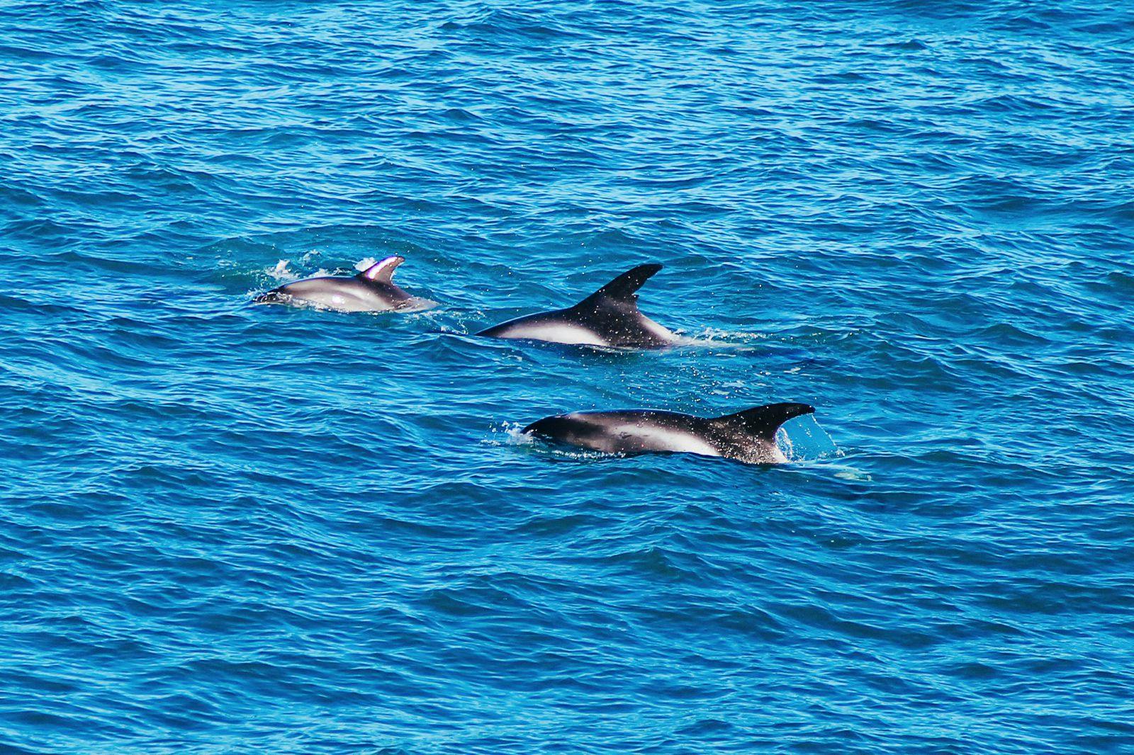 Image - Can I Expect to See Dolphins on a Whale-Watching Tour?
