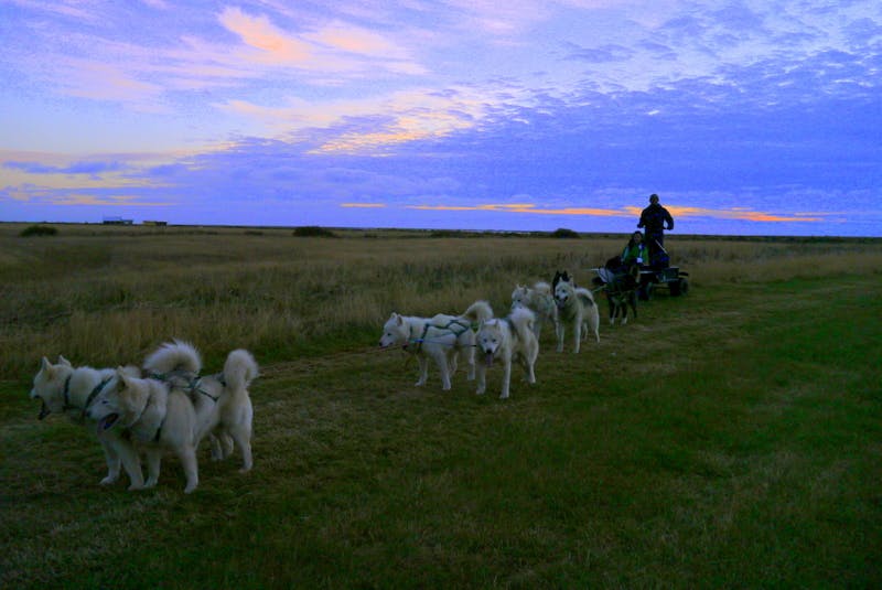 Image - Dogsledding in Iceland