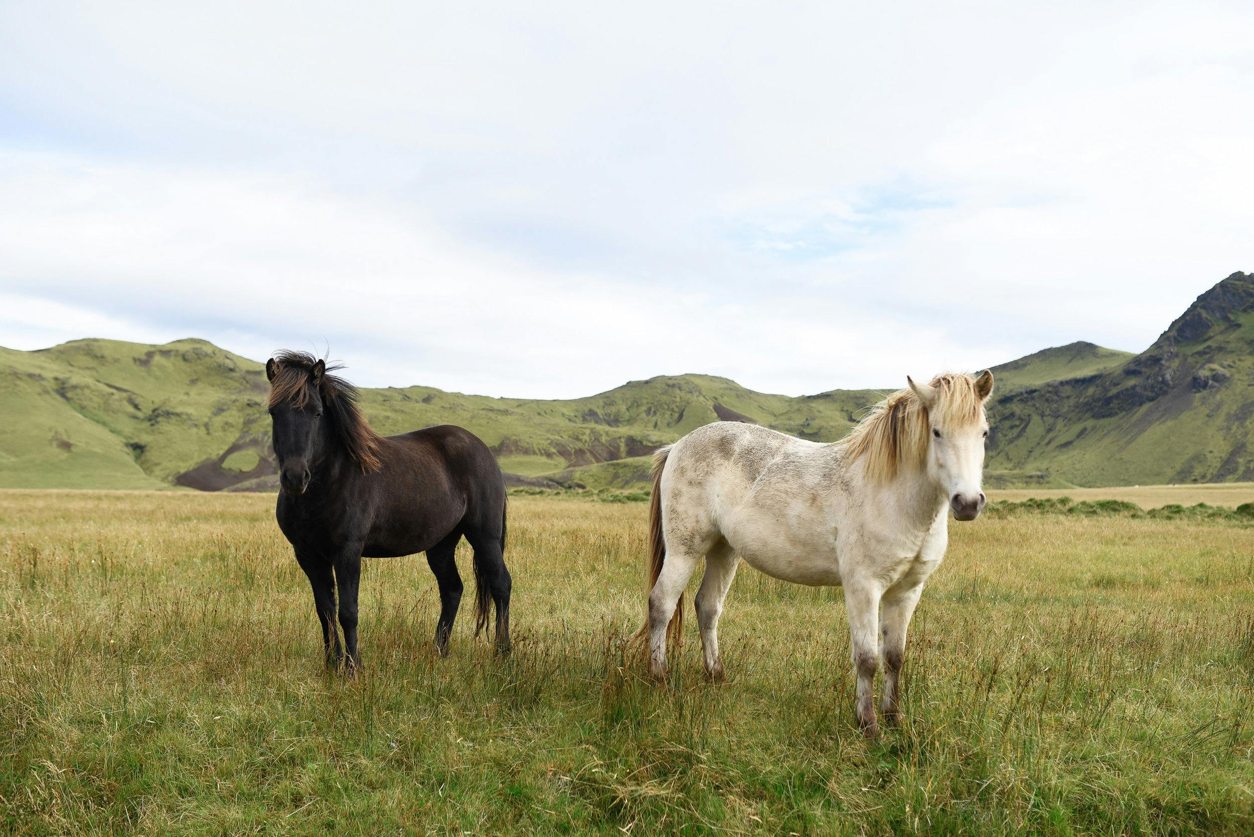 Image - The Uniqueness of the Icelandic Horse