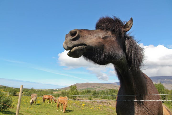 Image - Horseback Riding Tour in Iceland