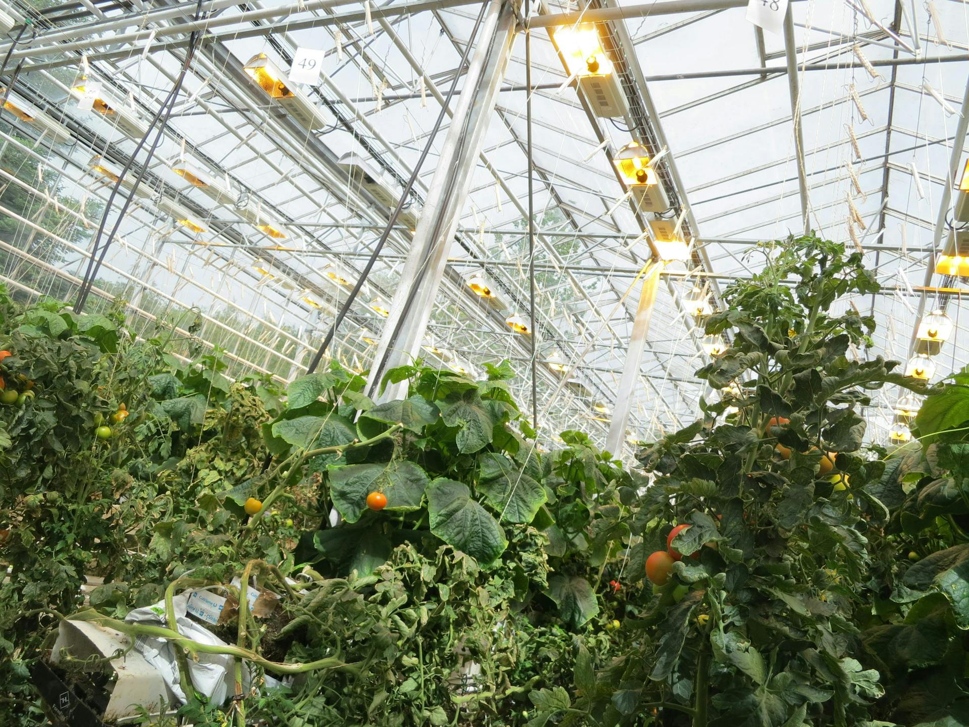 Tomatoes growing in the large greenhouse of Friðheimar, Iceland. 