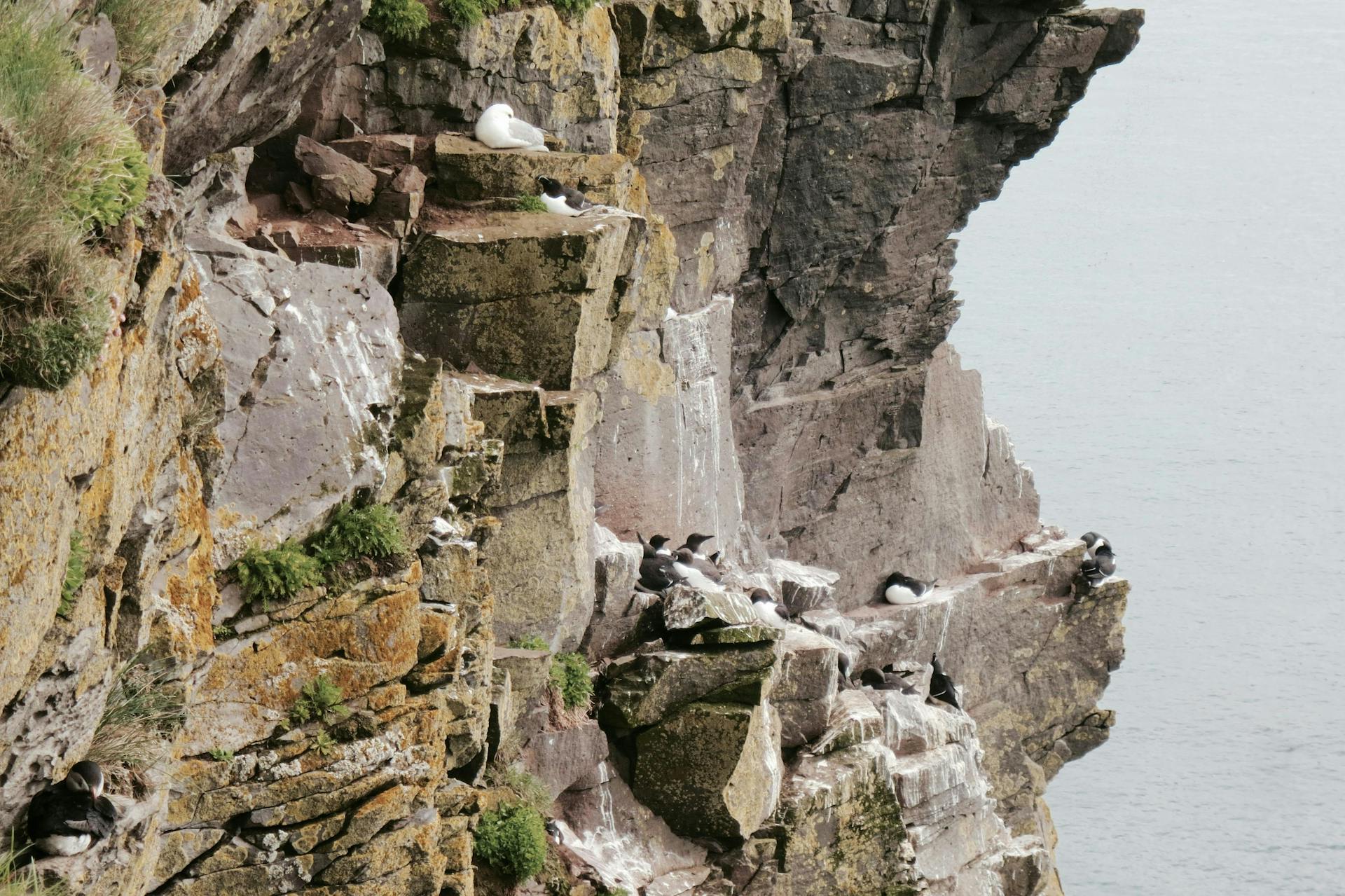 Black seabirds lingering in a cliff. 