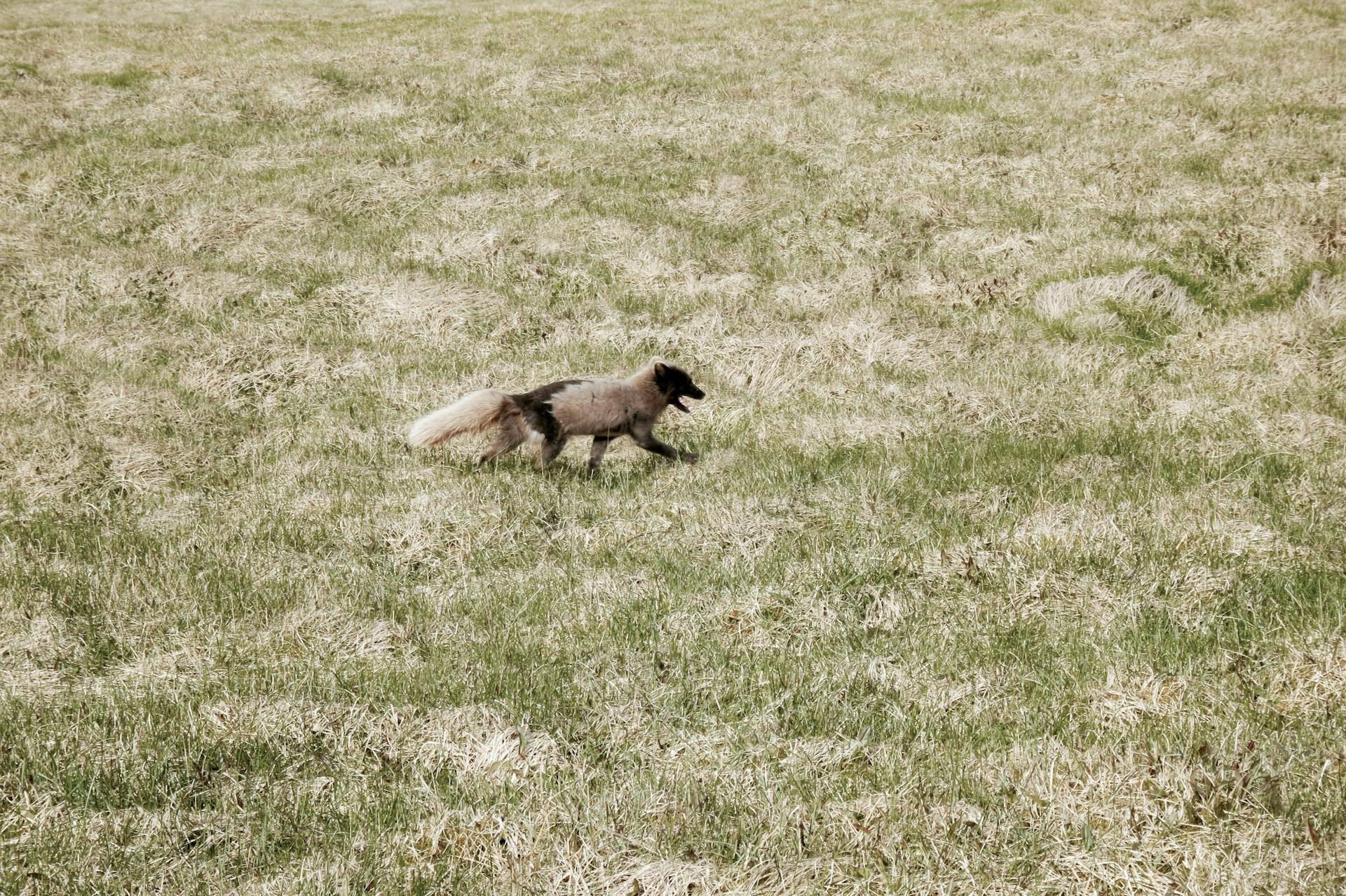 A light brown arctic fox running in the grass. 