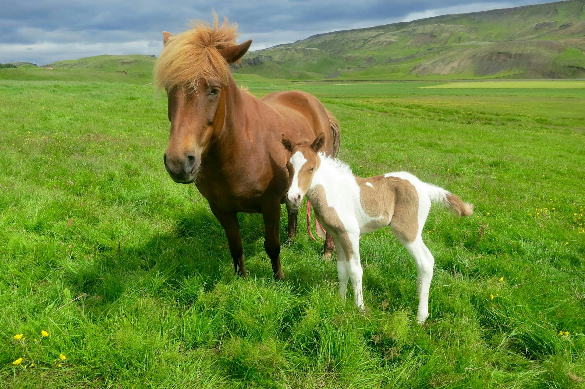 A mare with her newborn. 